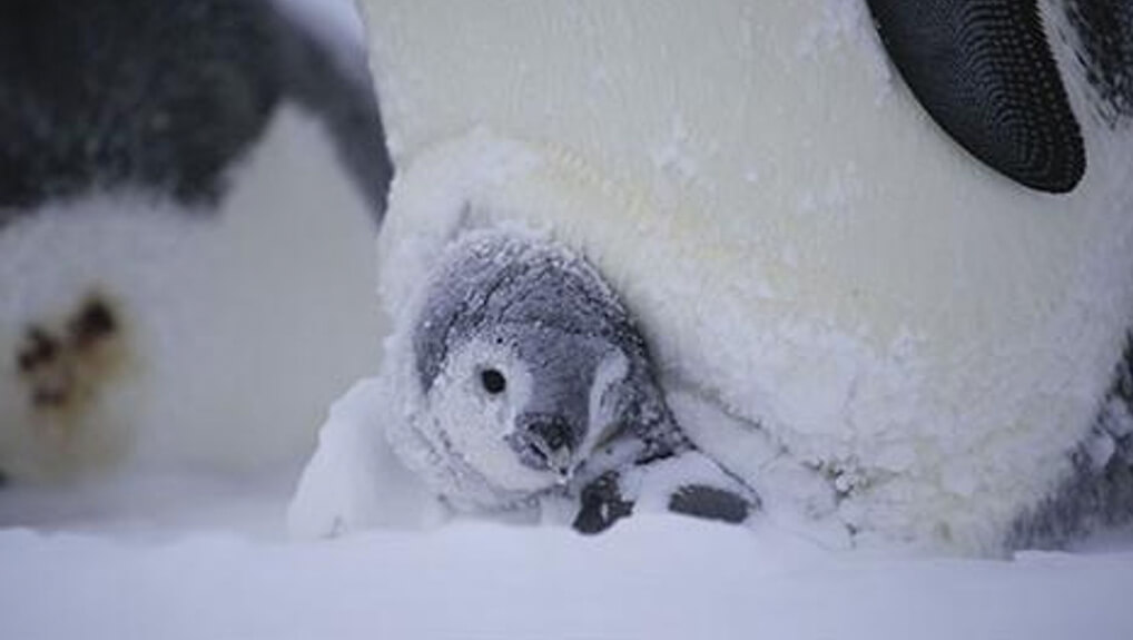 Snow Chick: A Penguin's Tale